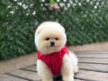 Orjinal Ayıcık Surat Pomeranian Boo Yavrular 