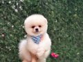 Ayıcık Surat Pomeranian Boo Yavrularımız