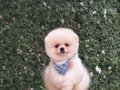 Ayıcık Surat Pomeranian Boo Yavrularımız