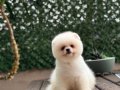 Ayıcık Surat Pomeranian Boo Yavrularımız