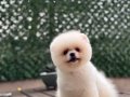 Ayıcık Surat Pomeranian Boo Yavrularımız