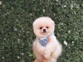 Ayıcık Surat Pomeranian Boo Yavrularımız