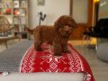 3,5 aylık Ped eğitimli Toy Poodle Bebekler