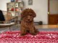 3,5 aylık Ped eğitimli Toy Poodle Bebekler