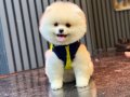 Gülen Surat Pomeranian Boo Yavrumuz