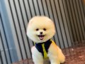 Gülen Surat Pomeranian Boo Yavrumuz