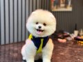 Gülen Surat Pomeranian Boo Yavrumuz