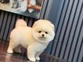 Dişi Ayıcık Surat Pomeranian Boo