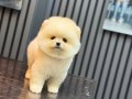 Dişi Ayıcık Surat Pomeranian Boo
