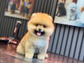 Orjinal Ayıcık Surat Pomeranian Boo Yavrumuz