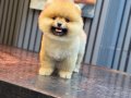 Orjinal Ayıcık Surat Pomeranian Boo Yavrumuz