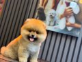 Orjinal Ayıcık Surat Pomeranian Boo Yavrumuz