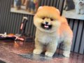 Orjinal Ayıcık Surat Pomeranian Boo Yavrumuz