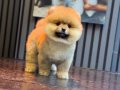 Orjinal Ayıcık Surat Pomeranian Boo Yavrumuz