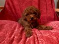 Anne Altından Red Brown Toy Poodle Yavrular