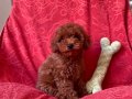 Anne Altından Red Brown Toy Poodle Yavrular