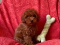 Anne Altından Red Brown Toy Poodle Yavrular