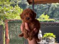 Orjinal Toy Poodle bebekler
