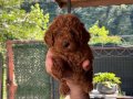 Orjinal Toy Poodle bebekler