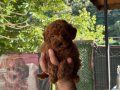 Orjinal Toy Poodle bebekler