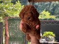 Orjinal Toy Poodle bebekler