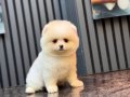 Ayıcık Surat Pomeranian Boo Yavrularımız