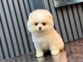 Ayıcık Surat Pomeranian Boo Yavrularımız