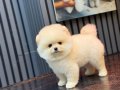 Ayıcık Surat Pomeranian Boo Yavrularımız
