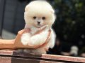 Teacup Pomeranian Boo yavrumuz