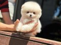Teacup Pomeranian Boo yavrumuz