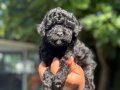 Benzersiz Toy Poodle bebekler