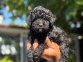 Benzersiz Toy Poodle bebekler