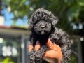 Benzersiz Toy Poodle bebekler