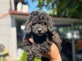 Benzersiz Toy Poodle bebekler