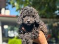 Benzersiz Toy Poodle bebekler