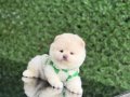 Oyuncak Boy Pomeranian Boo bebekler 