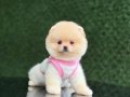 Oyuncak Boy Pomeranian Boo bebekler 