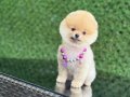 Oyuncak Boy Pomeranian Boo bebekler 