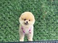 Oyuncak Boy Pomeranian Boo bebekler 