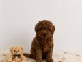 Red Brown Toy Poodle Miniğimiz