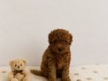 Red Brown Toy Poodle Miniğimiz