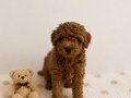 Red Brown Toy Poodle Miniğimiz