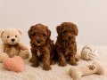 Irk ve Sağlık Garantili Toy Poodle Bebekler 