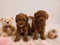 Irk ve Sağlık Garantili Toy Poodle Bebekler 