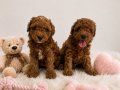 Irk ve Sağlık Garantili Toy Poodle Bebekler 