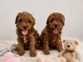 Irk ve Sağlık Garantili Toy Poodle Bebekler 