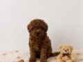 Red Brown Toy Poodle Bebekler