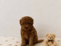Red Brown Toy Poodle Bebekler