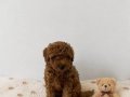 Red Brown Toy Poodle Bebekler