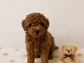 Red Brown Toy Poodle Bebekler